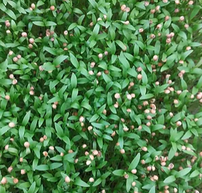 Micro Coriander